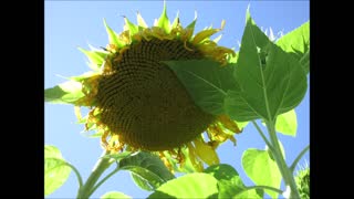 Sun Day Gratitude Giant Sunflower July 2022