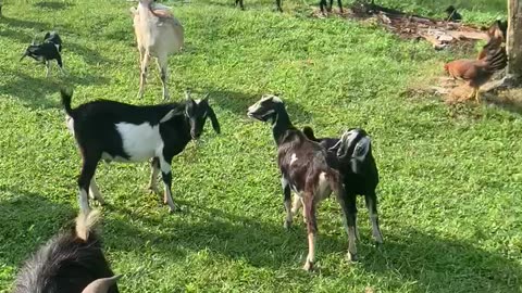 Goats meet the gang