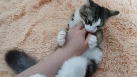 How to melt the hooman heart