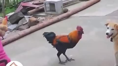 Funny Dog VS Rooster Latest Funny Animal Videos 🐶🐔😂😂