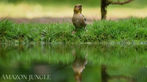 Exclusive: Beautiful Finch in Amazon Jungle 🌿 | Rare Footage