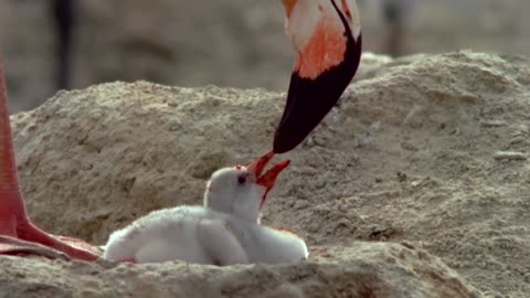 How baby flamingos get their pink colour