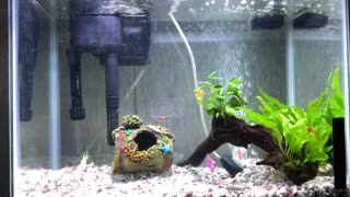 5 Minute Aquarium Relaxation!