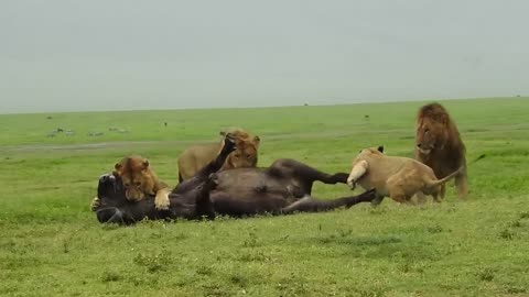 footage of single male lion hunting huge prey