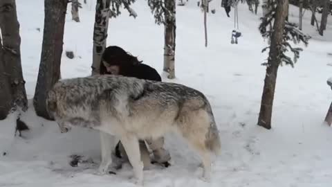 This is what happened to this girl who goes near a giant wolf.