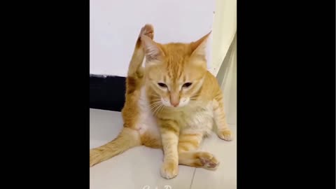 Funniest cats and dogs 🐶🐱 Video #4 | Funny Videos 2022 | Latest Funny Video