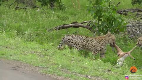 Young Cheetah makes its first kill