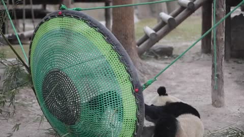 Daily play is carefree # Panda