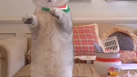 Cat cooking #cat #videos funny