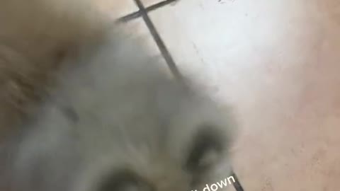 Pomeranian Loves Playing Fetch