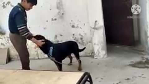 rottweiler training