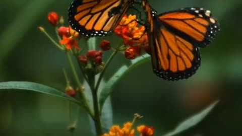 Pesticidas naturales floral. No hace falta fitosanitarios artificiales ni agrotoxicos. Ecologicos