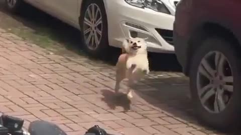 Happiest doggo i've seen on the internet today