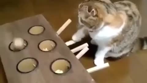 A cat-and-mouse game