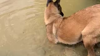 Dog blows bubbles trying to find released fish.
