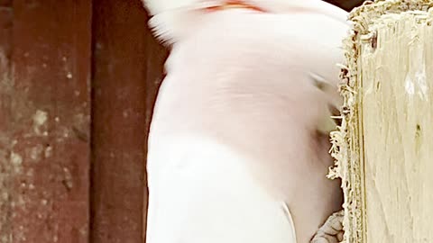 Male Major Mitchell Cockatoo - pink parrot in nest box