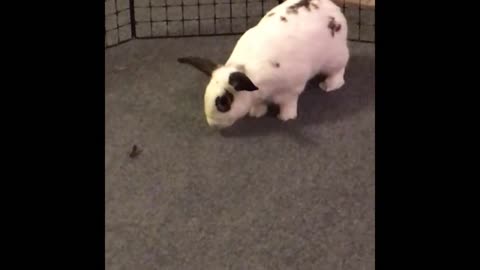 Bunny Got Startled By a Grasshopper