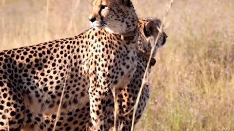 amazing facts about cheeta