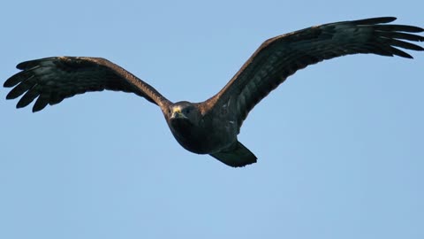 The Honey Buzzard: Close Up HD Footage (Pernis apivorus)