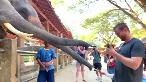 Maesa Elephant Camp in Chiang Mai, Thailand