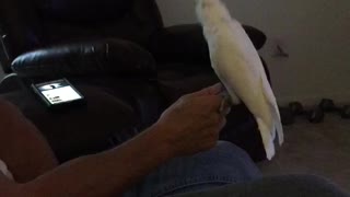 Peaches The Cockatoo Breaks It Down