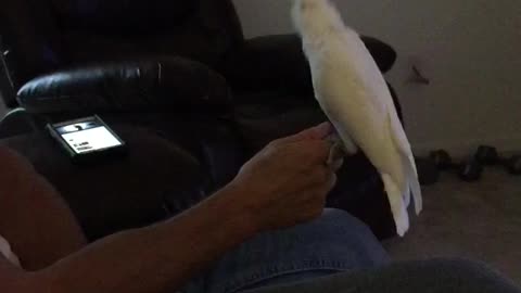 Peaches The Cockatoo Breaks It Down