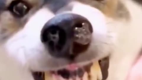 Let's Dance With These Dogs And Cats 🐕🐕 | Funny Dog Videos #shorts #dogs #ShikyFAV