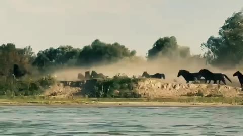 Wild horses in the Danube Delta in Romania on Chilia arm