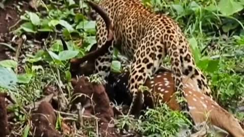 South africa forest leopard eating food