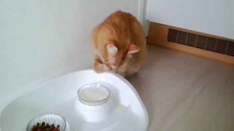 Drinking Cat Thirst Drink Animal Pet Cute