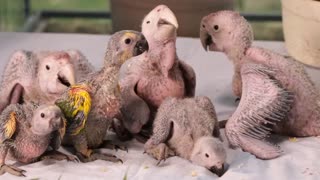 Six lovely baby parrots, cute birds