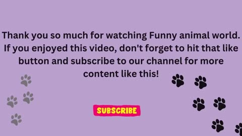 Funny animals vidéos 2023