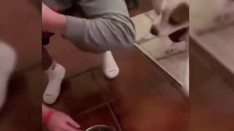 Watch these dogs' and owners' reactions