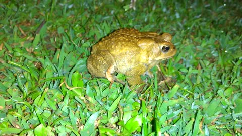 My Doberman Hates This Frog