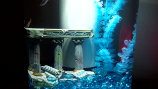 My Cute Little Fish Swimming Around Atlantis ;)