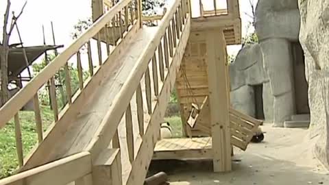 Cute pandas playing on the slide