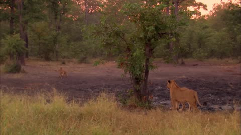 The Lioness Queen