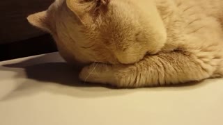 Weirdo cat sleeps in hilariously adorable position