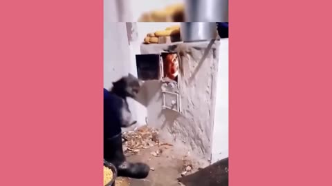 Funny animals - Funny cats and dogs - Funny animal videos 2023