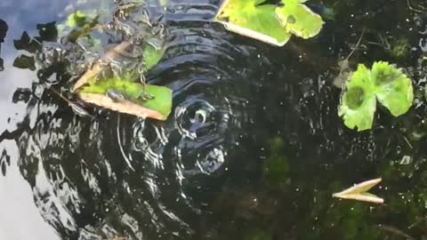 slo-mo water drops