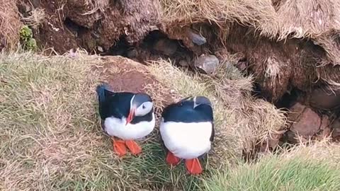 Puffins are so incredibly cute!!!!!
