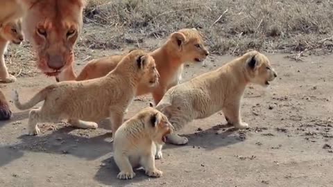 Cute baby lion