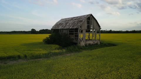 Barn In A Canola Field Drone Flight