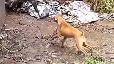 Dog and pig fight
