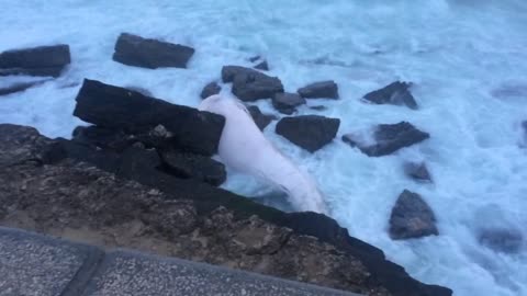 Dead whale washes up in Portugal