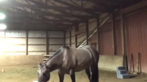 Horse thinks owner is sad and comforts her