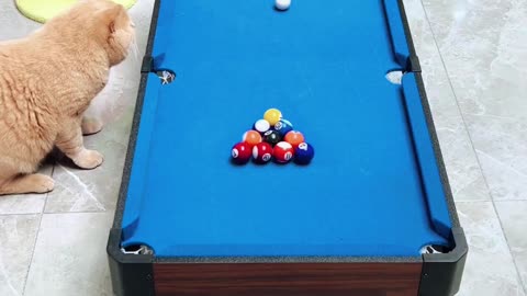 cat playing pool
