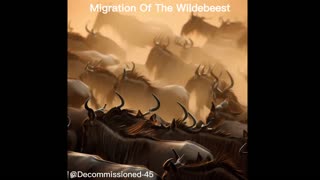 Migration Of The Wildebeest