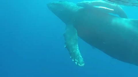 Person on Stand-Up Paddleboard Gets Excited While Humpback Whale And Its Baby Swim Near