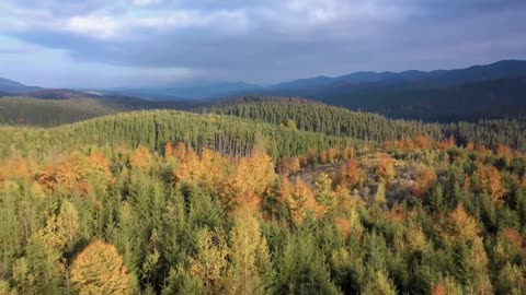 Enchanting Autumn Forests with Beautiful Piano Music